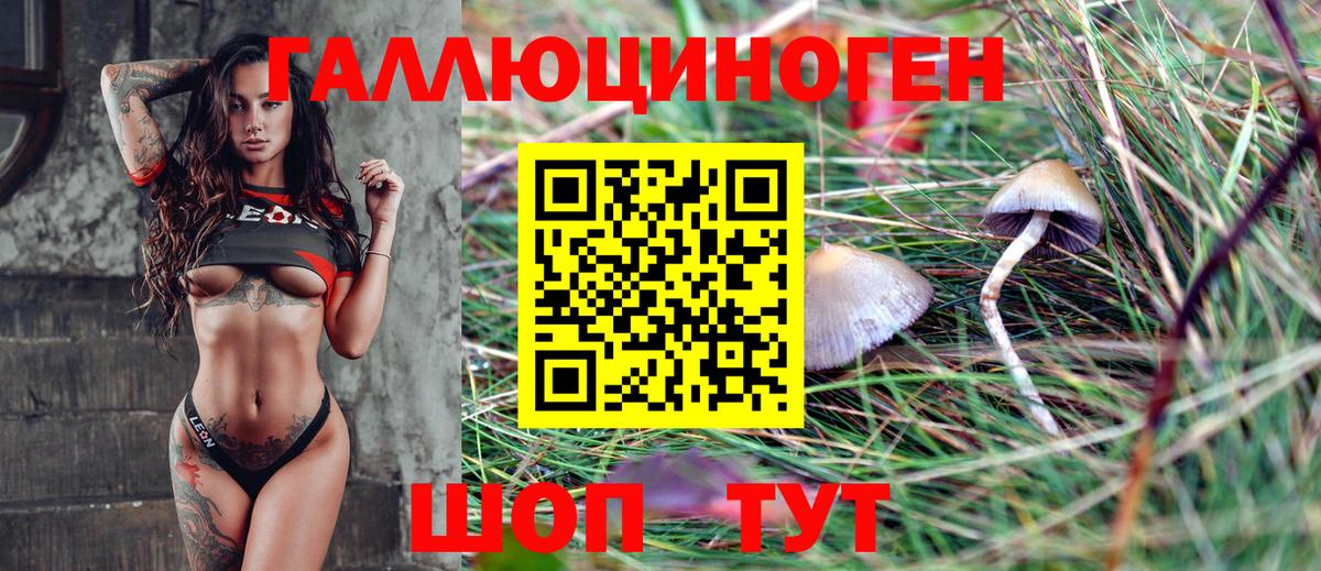 Галлюциногенные грибы Psilocybine cubensis Брянск